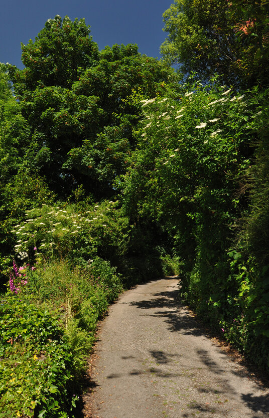 Lane to St Neot Holy Well