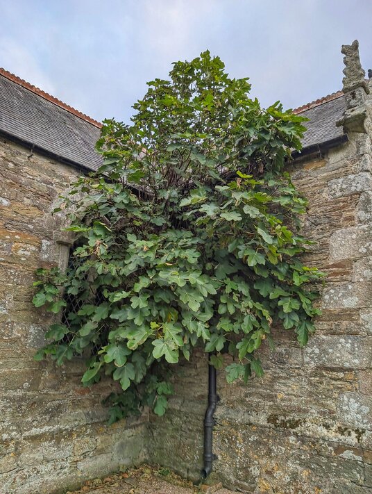 Fig Tree at St Newlyn East church
