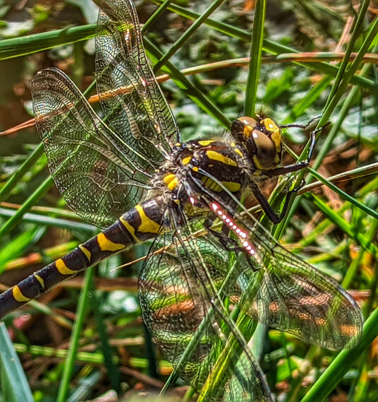 Dragonfly near St Teath
