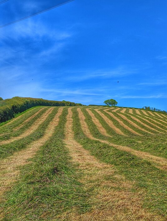 Fields near St Teath