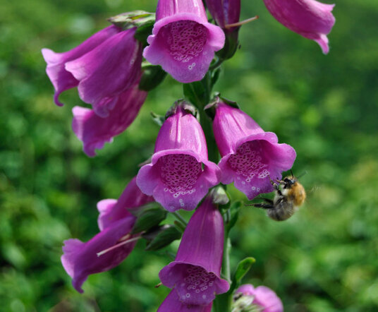 Foxgloves in the fields