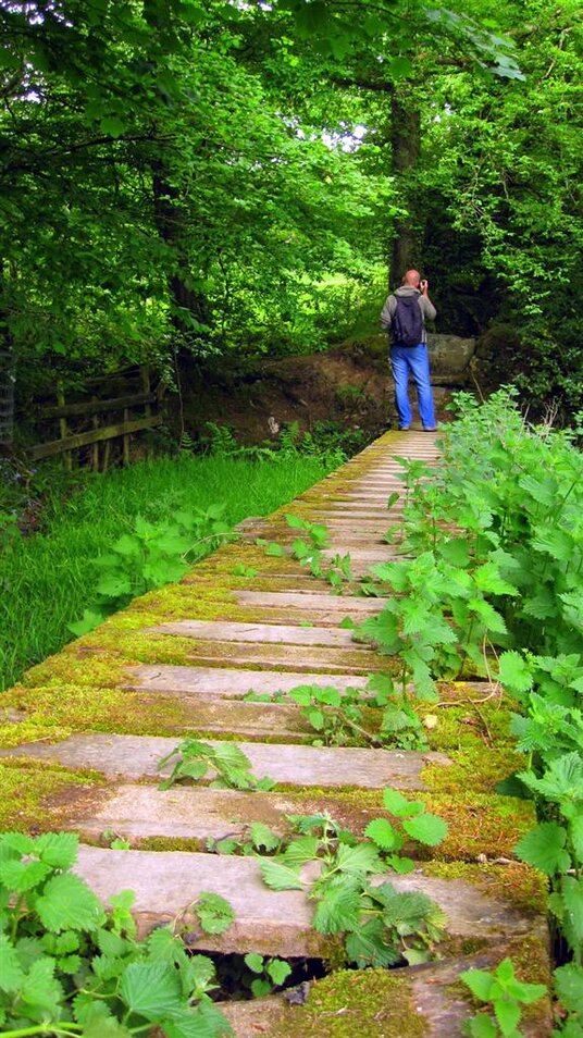 Flowers in the woods near Wetherham