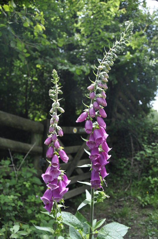 Bottom of the valley