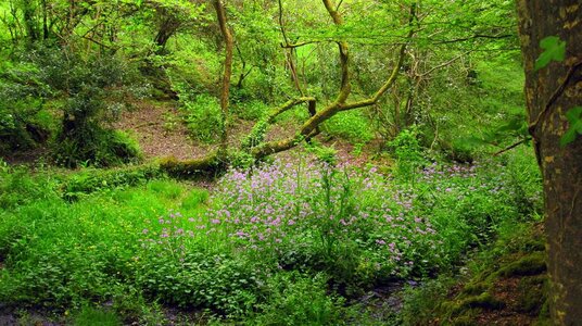 Wildflowers in the woodland