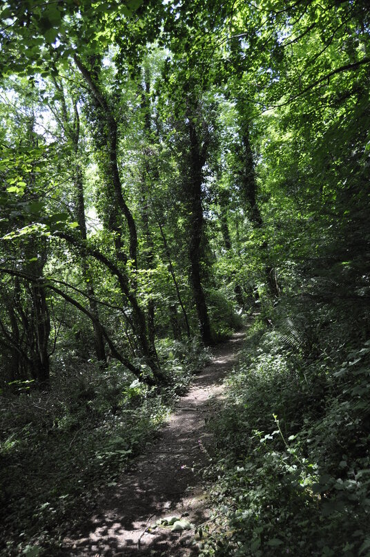 Woods near Wetherham