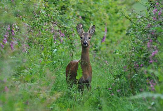 Roe deer near Lanjew