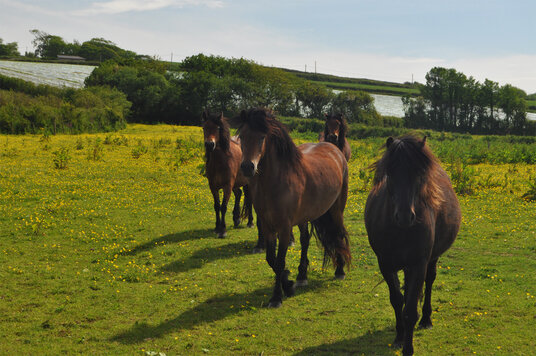 Horses at Lower Polgrain Farm