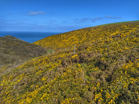 Gorse near Stanbury Mouth
