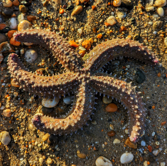 Starfish on Marazion beach