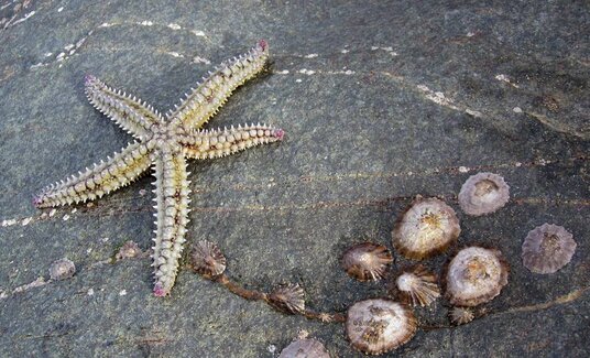 Starfish at Hole Beach
