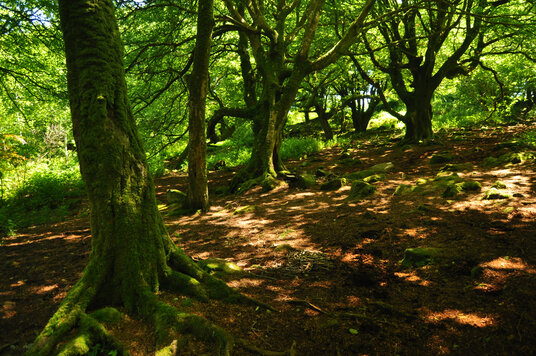 Climb out of Steeple Woods