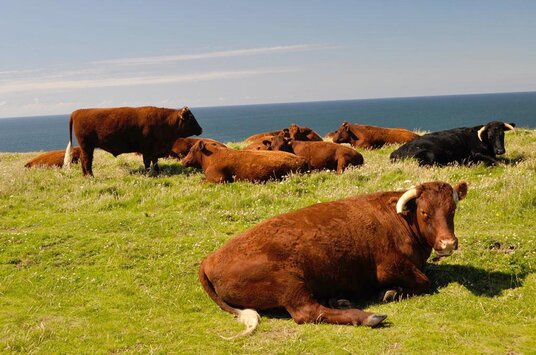 Free range cows near Butter Hole