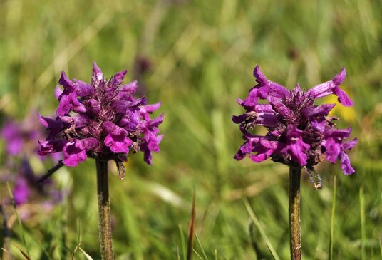 Flowers on the coast path