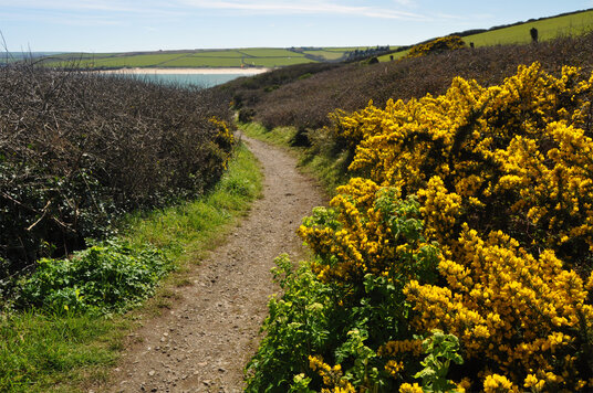 Gorse on the path from Stepper Point