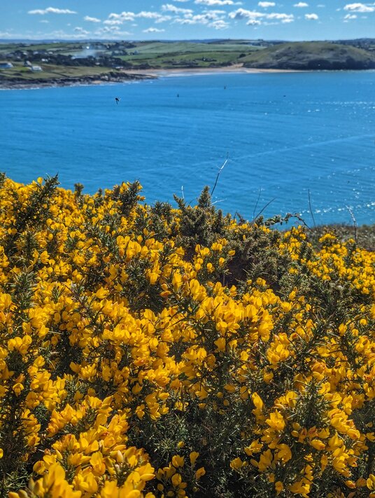 Gorse on Stepper Point