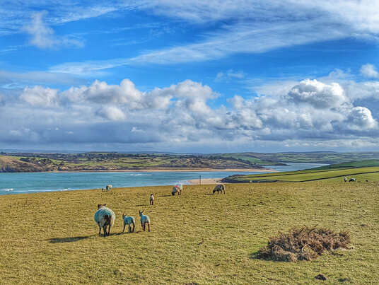Sheep grazing near Harbour Cove