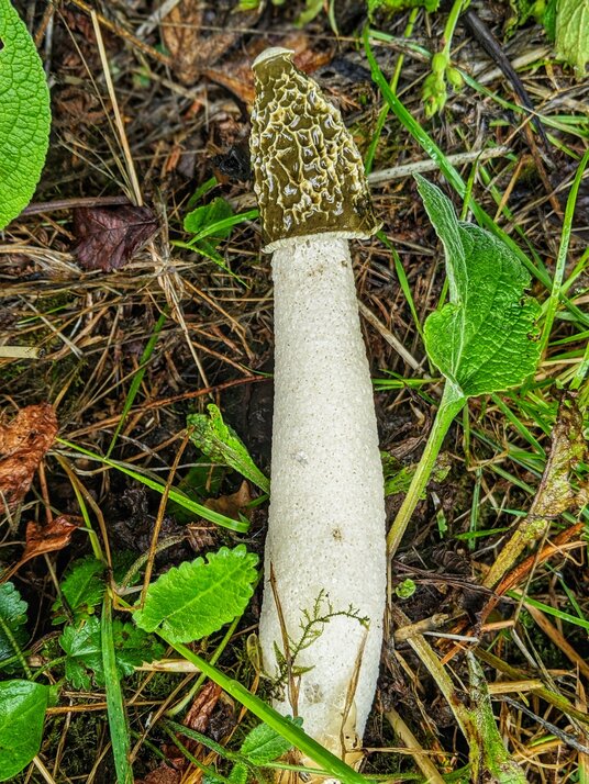 Stinkhorn