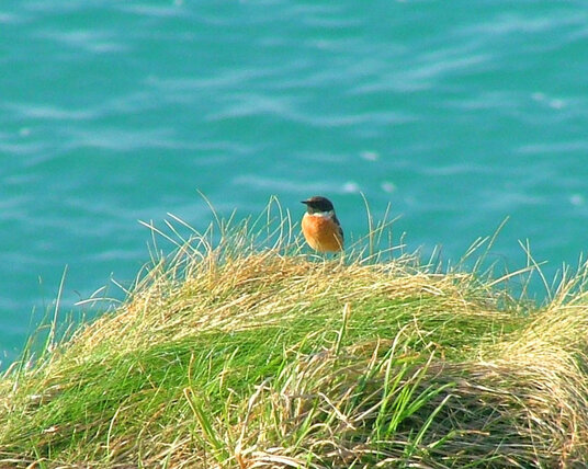 Stonechat beside the coast path