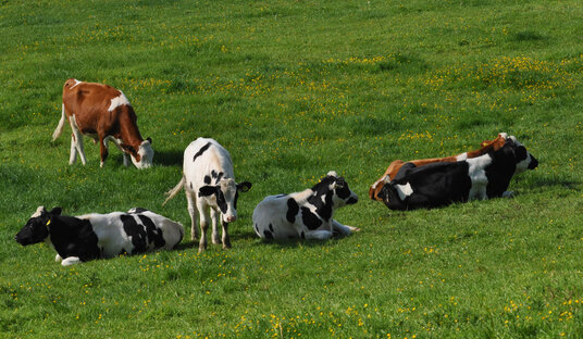 Well-fed cattle near Stowe