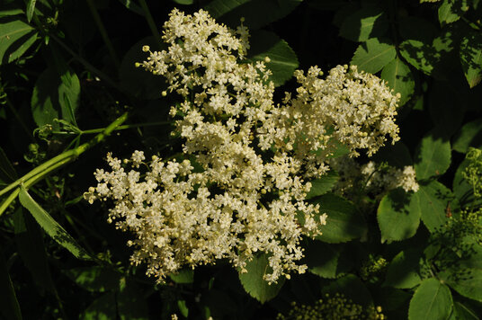 Elderflowers begging to be made into wine