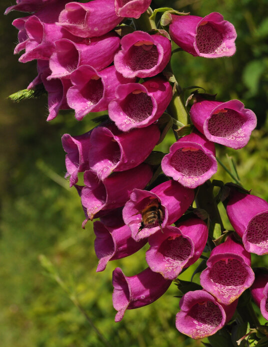 Foxglove on the track to Stowe Woods