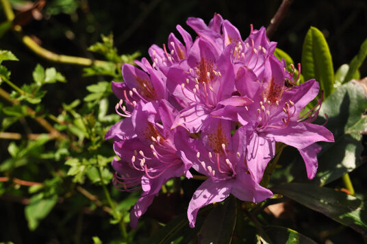 Rhododendron flower