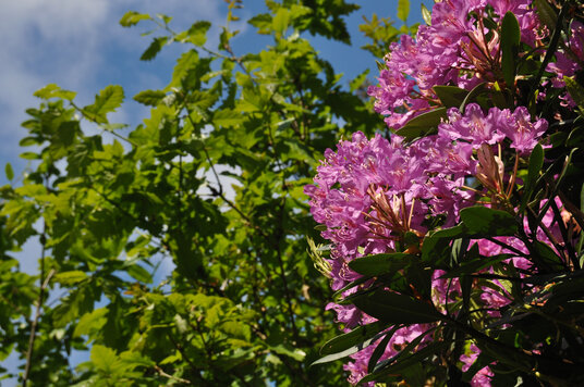 Rhododendron flowers in the Coombe Valley
