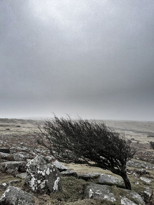 Windswept tree on Stowe's Pound