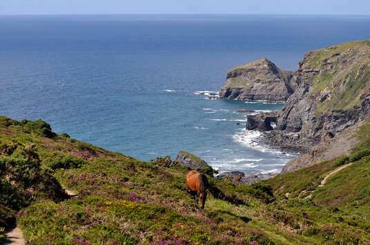 Horse by the coast path at The Strangles