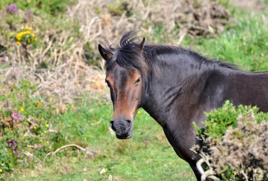 Horse beside the coast path