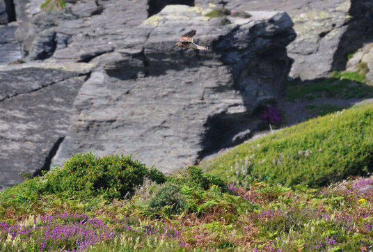 Kestrel at The Strangles