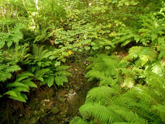 Stream near Marsland