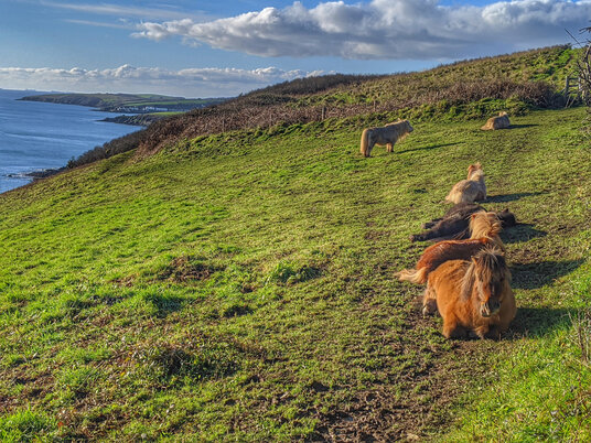 Sunbathing ponies near Pendower Beach