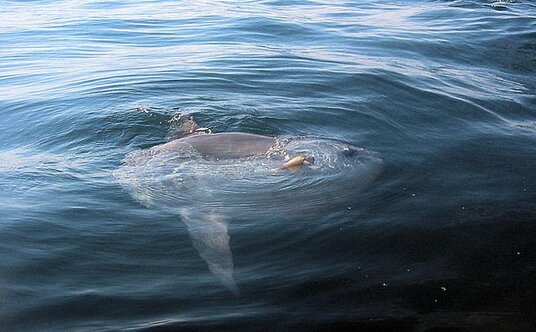 Sunfish at Port Isaac
