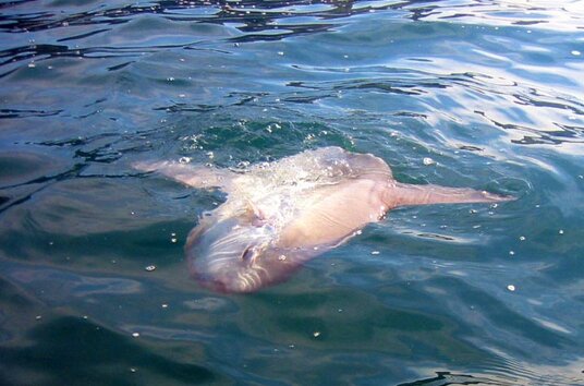 Sunfish near Port Gaverne