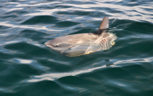 Sunfish near The Rumps