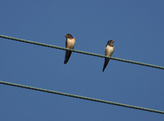 Swallows at St Minver