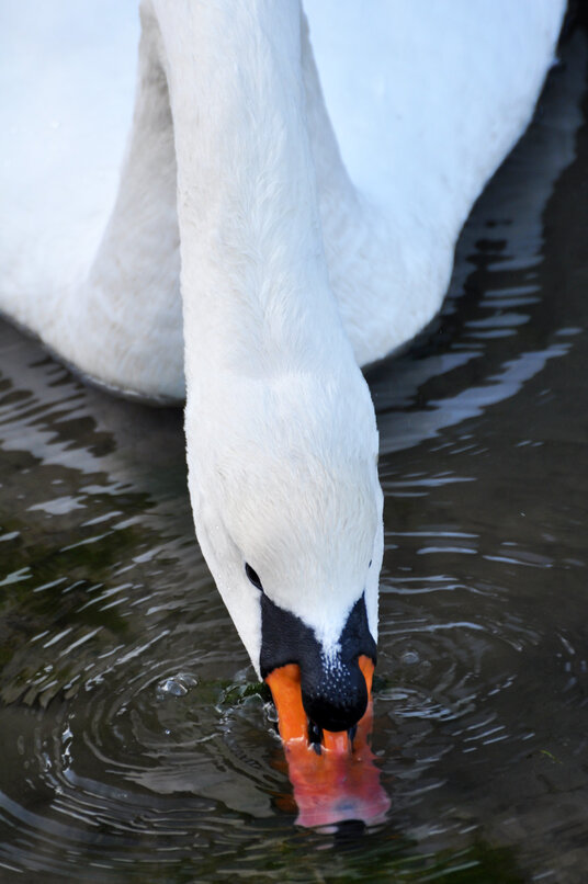 Swan feeding