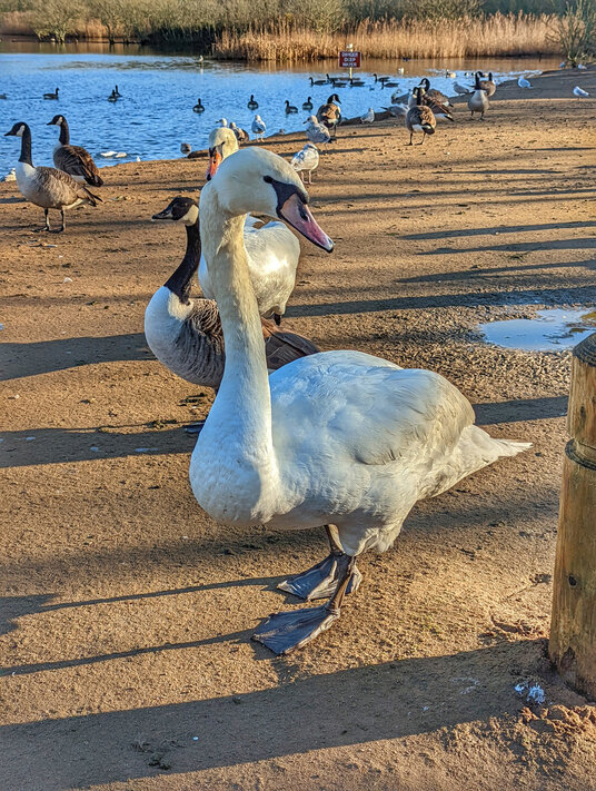 Swan at Par beach lake