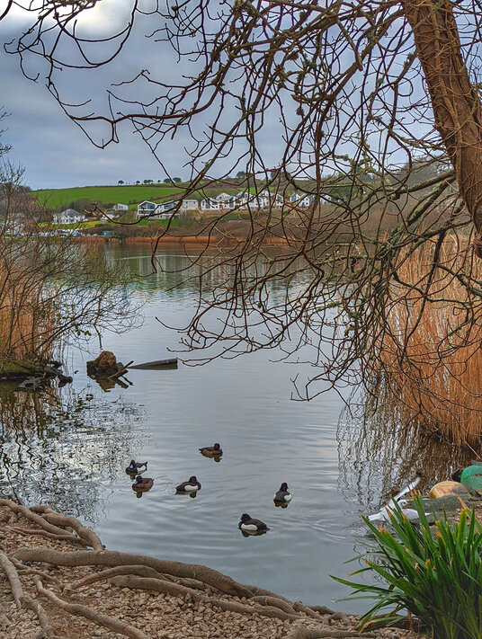 Birds at Swanpool Nature Reserve