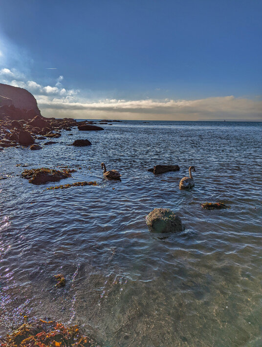 Swans in the sea at Booley beach