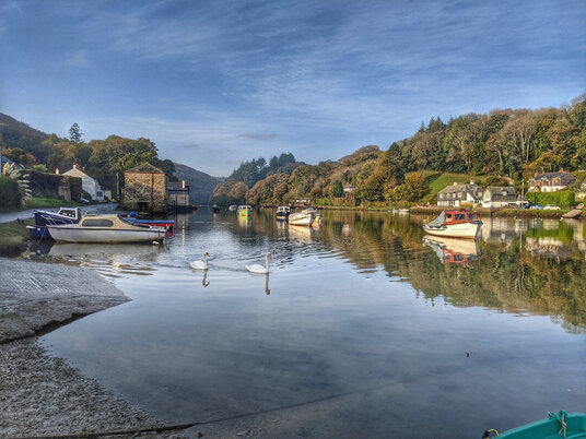 Swans on the Lerryn River