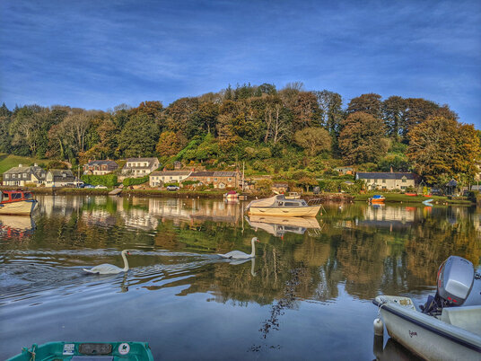 Swans on the river at Lerryn