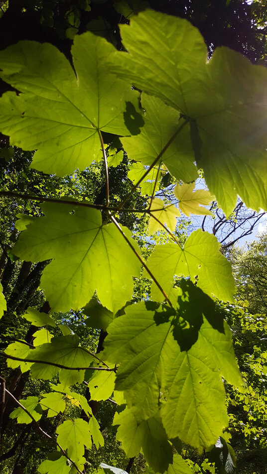Sycamore leaves