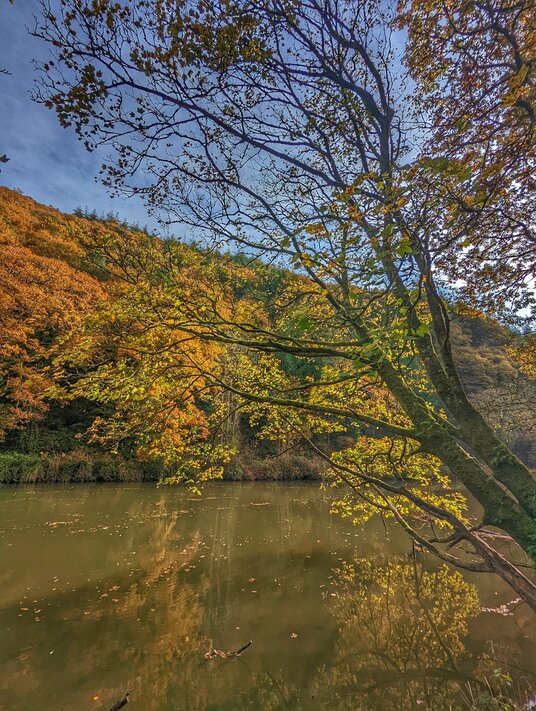 River Tamar at Gunnislake