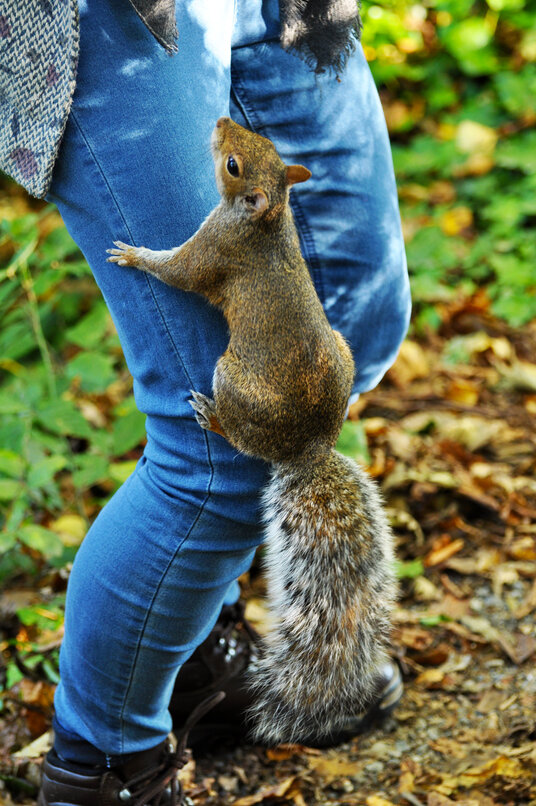 Squirrels will steal food