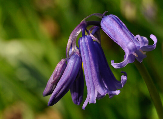 Early April bluebells at Tehidy