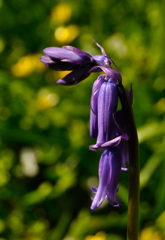First bluebells at Tehidy