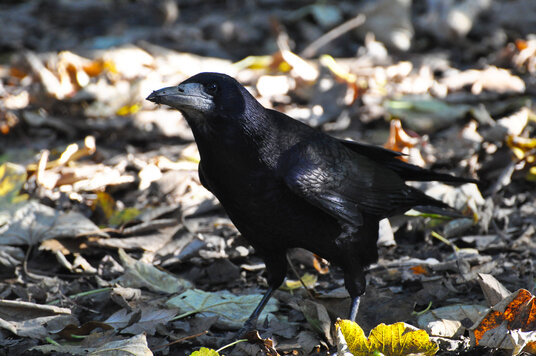 Rook at Tehidy Country Park