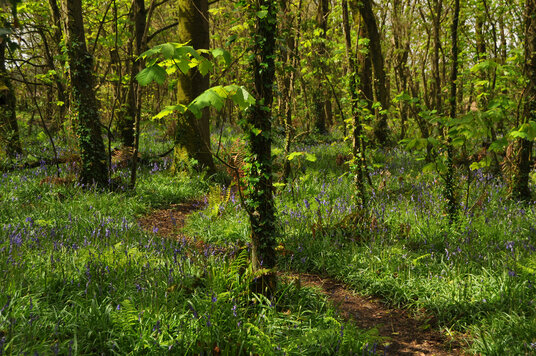 Bluebells near Tehidy East Lodge